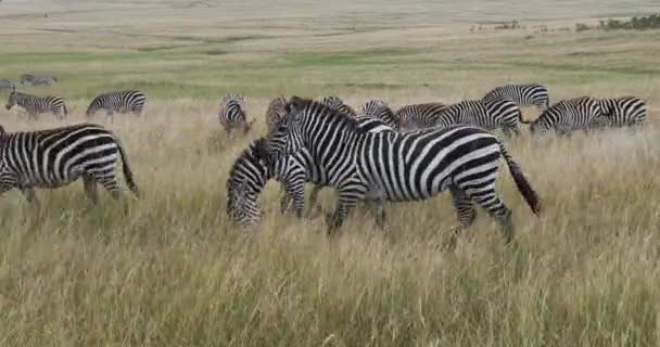 グラントのゼブラ エクウス ブルチェッリ ボエミ ハードはサバンナを歩く ケニアのマサイ マラ公園 リアルタイム4K — ストック動画