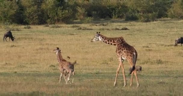 Masai Giraffe Καμηλοπάρδαλη Καμηλοπάρδαλης Tippelskirchi Μητέρα Και Calf Περπατώντας Μέσα — Αρχείο Βίντεο