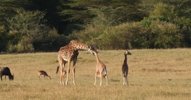 Masai Giraffe Giraffa Camelopardalis Tippelchi Mother Telf Walking Savannah Masai — стоковое видео