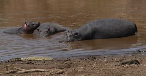 Hippopotame Hippopotame Amphibie Crocodile Nil Groupe Debout Dans Rivière Parc — Video