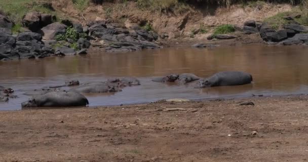 Hippopotamus Hipopotam Amfibi Nil Timsahı River Duran Grup Kenya Daki — Stok video