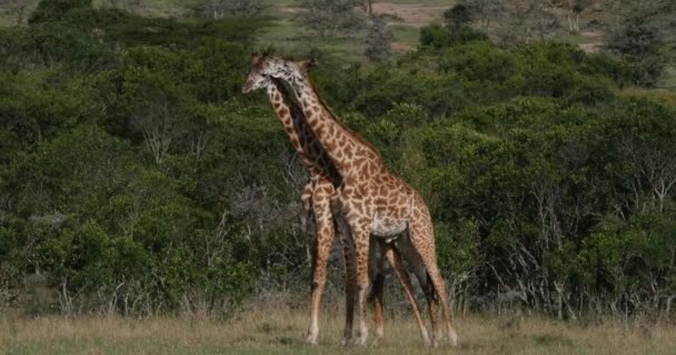 Masai Giraffe Girafa Camelopardalis Tippelskirchi Adultos Lutando Masai Mara Park — Vídeo de Stock