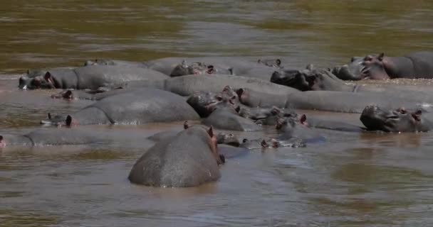 Гиппопотамус Амфибия Гиппопотама Группа Стоящая Реке Парк Масаи Мара Кении — стоковое видео