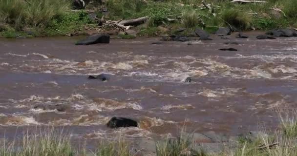 Krajina Řeky Mara Parku Masai Mara Keni Reálném Čase — Stock video