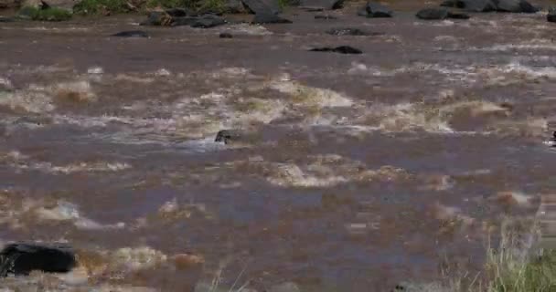 Landschap Van Mara Rivier Kenia Realtime Park Masai Mara — Stockvideo