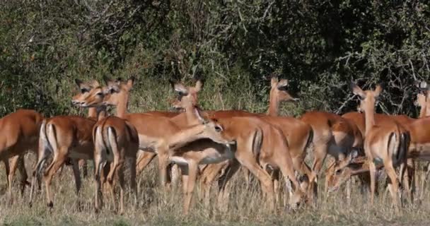 Impala Aepyceros Melampus Manada Hembras Masai Mara Park Kenia Aseo — Vídeos de Stock