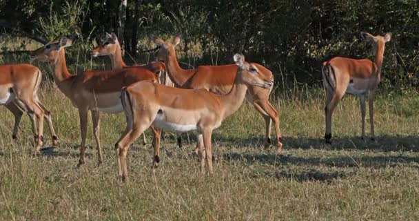 Impala Aepyceros Melampus Kudde Van Vrouwtjes Masai Mara Park Kenia — Stockvideo