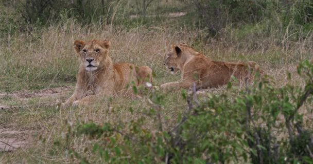 African Lion Panthera Leo Youngs Savannah Nairobi Park Kenya Real — стокове відео