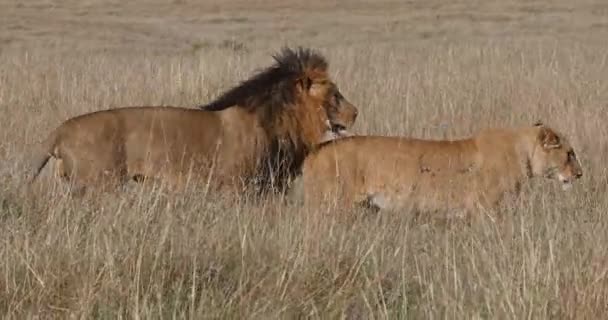 African Lion Panthera Leo Pair Mating Masai Mara Park Кении — стоковое видео