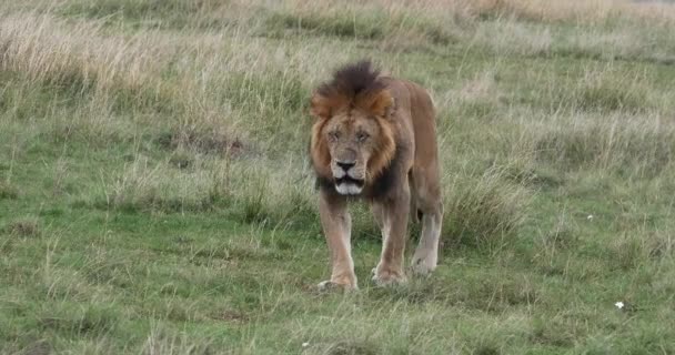 León Africano Pantera Leo Hombre Caminando Por Savannah Parque Nairobi — Vídeos de Stock