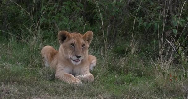 African Lion Panthera Leo Cub Yawning Nairobi Park Kenya Real — Stok video