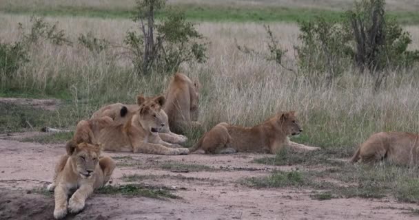 アフリカライオン パンテラレオ 母とカブス ケニアのナイロビ公園 リアルタイム4K — ストック動画