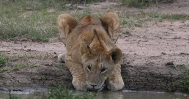 Leone Africano Pantera Leo Cucciolo Che Beve Water Hole Nairobi — Video Stock