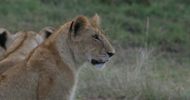 アフリカライオン パンテラレオ カブの肖像画 ケニアのナイロビ公園 リアルタイム4K — ストック動画