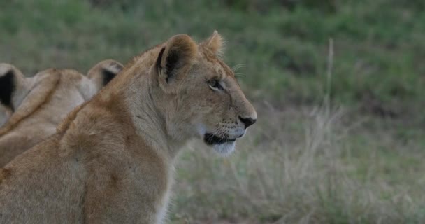 León Africano Pantera Leo Retrato Cub Parque Nairobi Kenia Tiempo — Vídeos de Stock