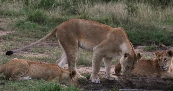 非洲狮子 美洲豹 母子在水坑饮水 肯尼亚内罗毕公园 实时4K — 图库视频影像