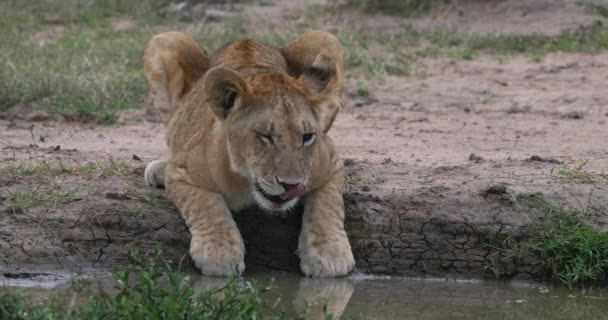 African Lion Panthera Leo Cub Drinking Water Hole Nairobi Park — Stock Video