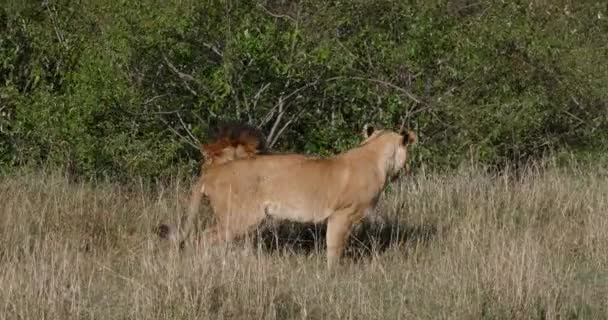 León Africano Panthera Leo Apareamiento Pareja Parque Nairobi Kenia Tiempo — Vídeo de stock