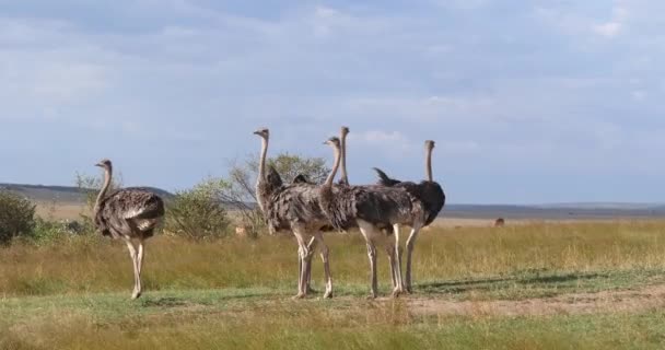 Avestruz Struthio Camelus Machos Hembras Caminando Por Savanna Masai Marapark — Vídeos de Stock