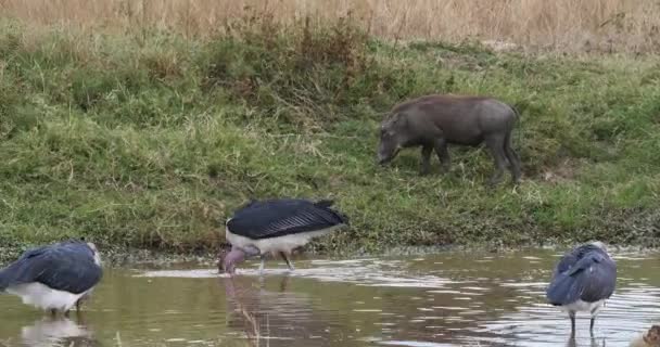 Marabou Stork Leptoptilos Crumeniferus Group Fishing Water Hole Masai Mara — ストック動画