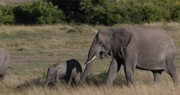 Elefante Africano Loxodonta Africana Madre Ternera Masai Mara Park Kenia — Vídeo de stock