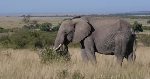 Elefante Africano Loxodonta Africana Madre Ternera Comer Bush Masai Mara — Vídeo de stock