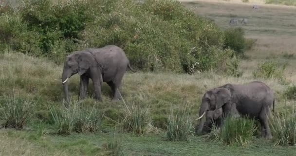 Elefante Africano Loxodonta Africana Adultos Que Entran Pantano Masai Mara — Vídeos de Stock