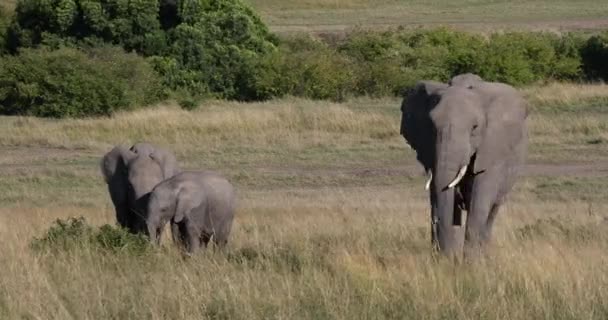 アフリカの象 Loxodontaアフリカ 母と子牛 ケニアのマサイ マラ公園 リアルタイム4K — ストック動画