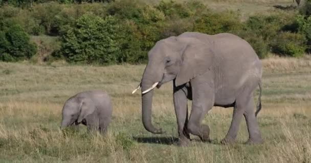 Afrikaanse Olifant Loxodonta Africana Moeder Kalf Masai Mara Park Kenia — Stockvideo