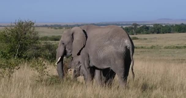 アフリカゾウ Loxodontaアフリカ 母と子牛 食べるブッシュ ケニアのマサイ マラ公園 リアルタイム4K — ストック動画