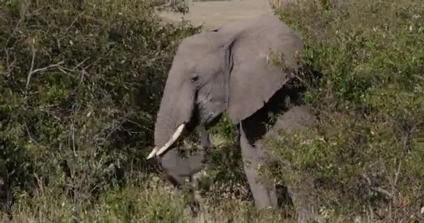 Elefante Africano Loxodonta Africana Adulto Caminhando Pela Savana Comer Bush — Vídeo de Stock