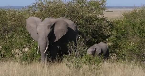 Elefante Africano Loxodonta Africana Mãe Bezerro Parque Masai Mara Quênia — Vídeo de Stock