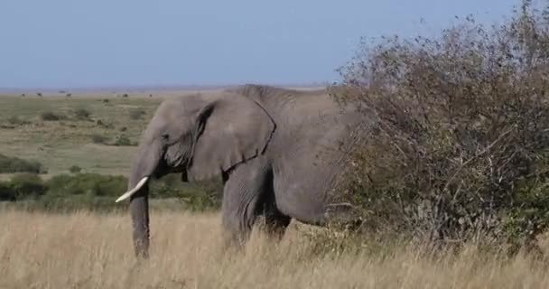 Elefante Africano Loxodonta Africana Allattamento Madre Vitello Masai Mara Park — Video Stock