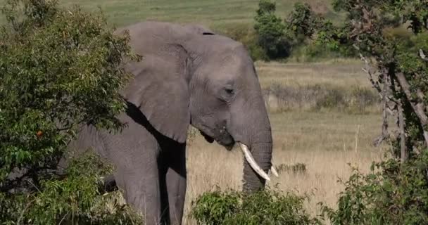 African Elephant Loxodonta Africana Adult Walking Savannah Eating Bush Masai — Stockvideo