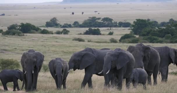 Африканский Слон Локсодонта Аффеста Группа Саванне Парк Масаи Мара Кении — стоковое видео