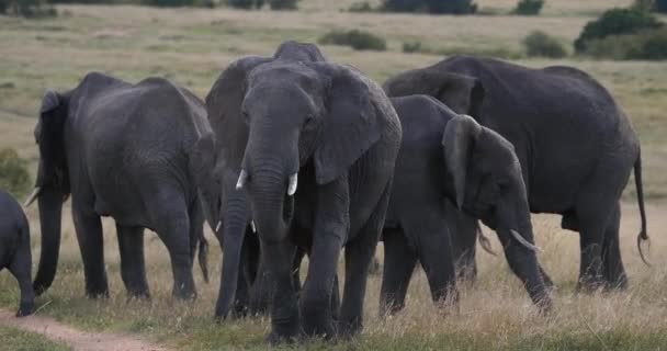 Afrikai elefánt, loxodonta africana, Group in the Savannah, Masai Mara Park Kenyában, Real Time 4k