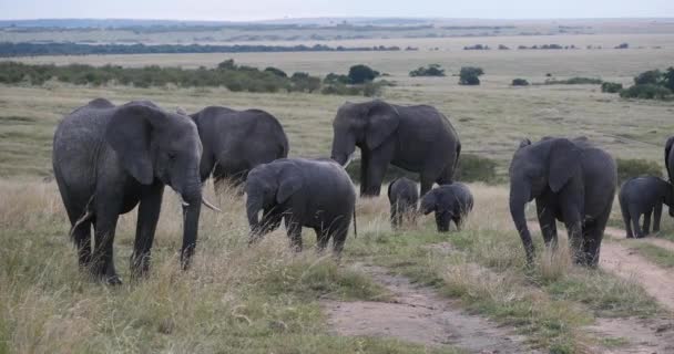 アフリカゾウ Loxodontaアフリカ サバンナのグループ ケニアのマサイ マラ公園 リアルタイム4K — ストック動画