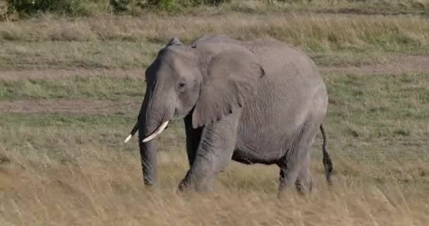 Afrikanischer Elefant Loxodonta Africana Mutter Und Kalb Laufen Durch Savanne — Stockvideo