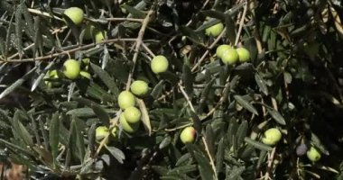 Wind in Olive Trees near Maussane Les Alpilles in South East of France, Real Time 4K
