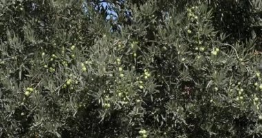 Wind in Olive Trees near Maussane Les Alpilles in South East of France, Real Time 4K