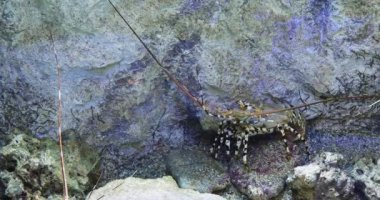 Painted Spiny Lobster or Painted Rock Lobster, panulirus versicolor, Adult standing on Rocks, Real Time 4K