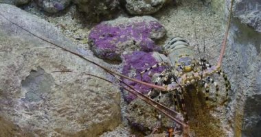 Painted Spiny Lobster or Painted Rock Lobster, panulirus versicolor, Adult standing on Rocks, Real Time 4K