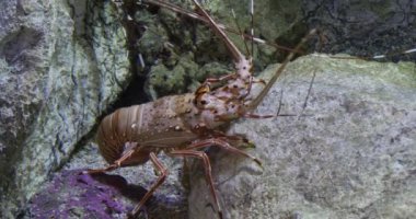 Painted Spiny Lobster or Painted Rock Lobster, panulirus versicolor, Adult standing on Rocks, Real Time 4K
