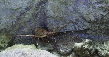 Painted Spiny Lobster or Painted Rock Lobster, panulirus versicolor, Adult standing on Rocks, Real Time 4K