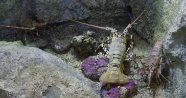 Painted Spiny Lobster or Painted Rock Lobster, panulirus versicolor, Adult standing on Rocks, Real Time 4K