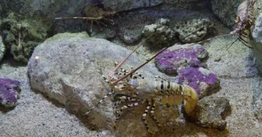 Painted Spiny Lobster or Painted Rock Lobster, panulirus versicolor, Adult standing on Rocks, Real Time 4K