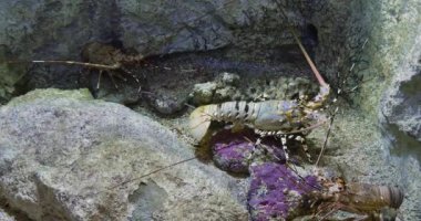 Painted Spiny Lobster or Painted Rock Lobster, panulirus versicolor, Adult standing on Rocks, Real Time 4K