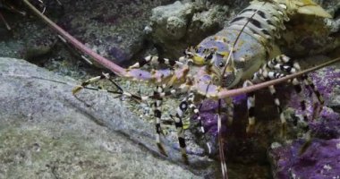 Painted Spiny Lobster or Painted Rock Lobster, panulirus versicolor, Adult standing on Rocks, Real Time 4K