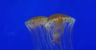Japanese Sea Nettle, chrysaora pacifica, real time 4K