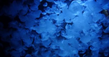 Common Jellyfish or Moon Jellyfish, urelia aurita , Swimming, real time 4K